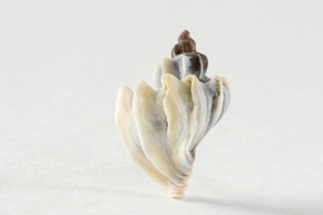 Trophon geversianus geversianus lamellosa 5-2024 0584